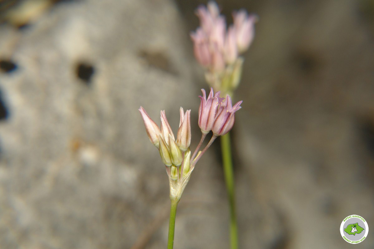 TÌNH YÊU CÂY CỎ ĐV 9 - Page 8 Allium-lagarophyllum-2-1200