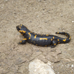 ίω_ω___Έ_ω (Salamandra salamandra)